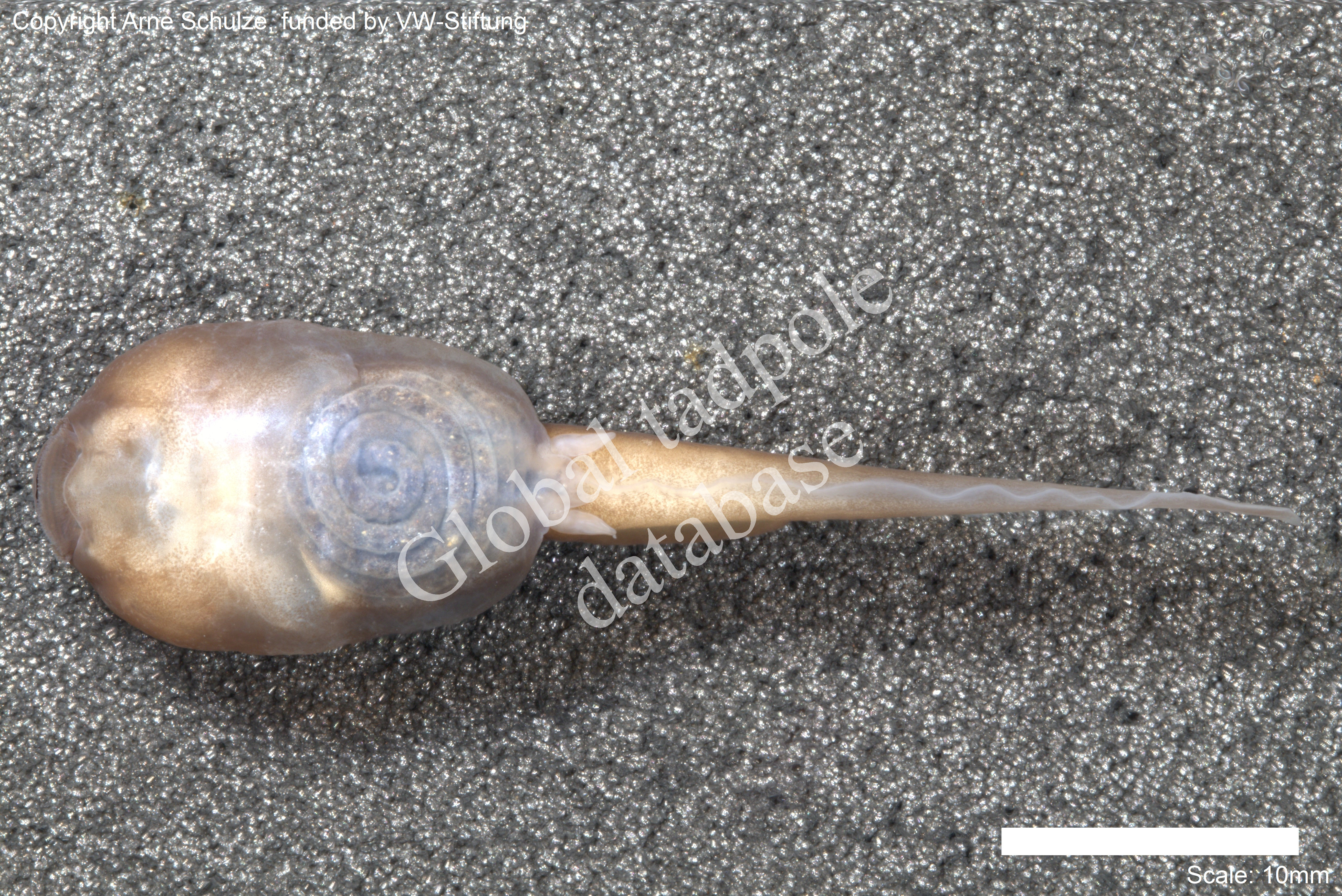 Sorry, no picture available